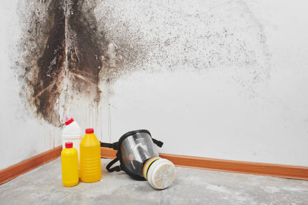 Best Residential Mold Inspection & Testing  in Plano, TX